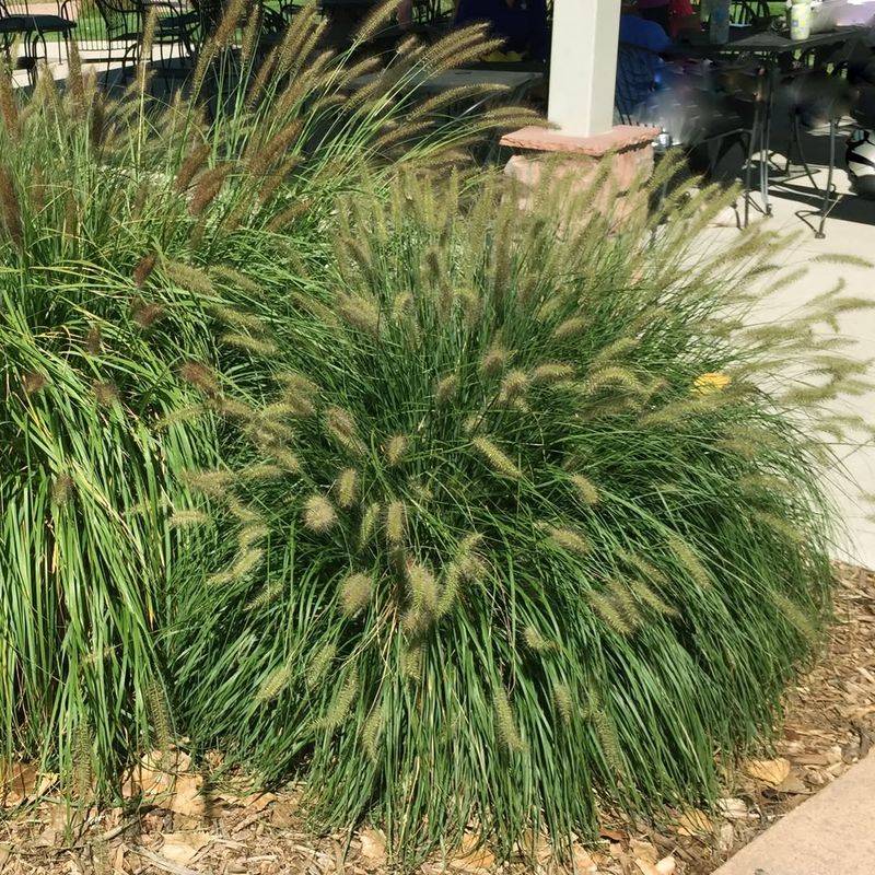 Fountain Grass – The Fire Risk