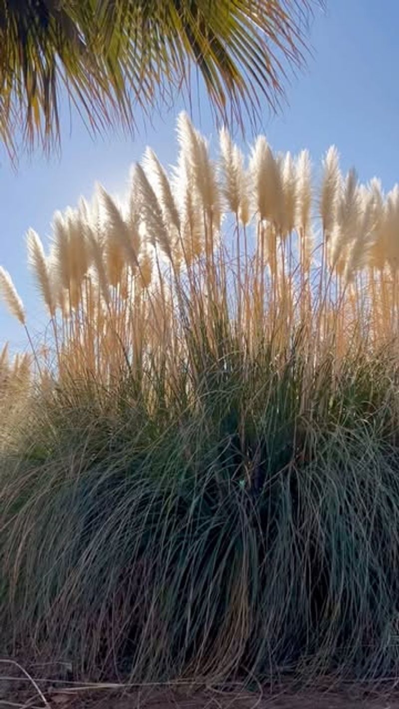 Tall Ornamental Grasses