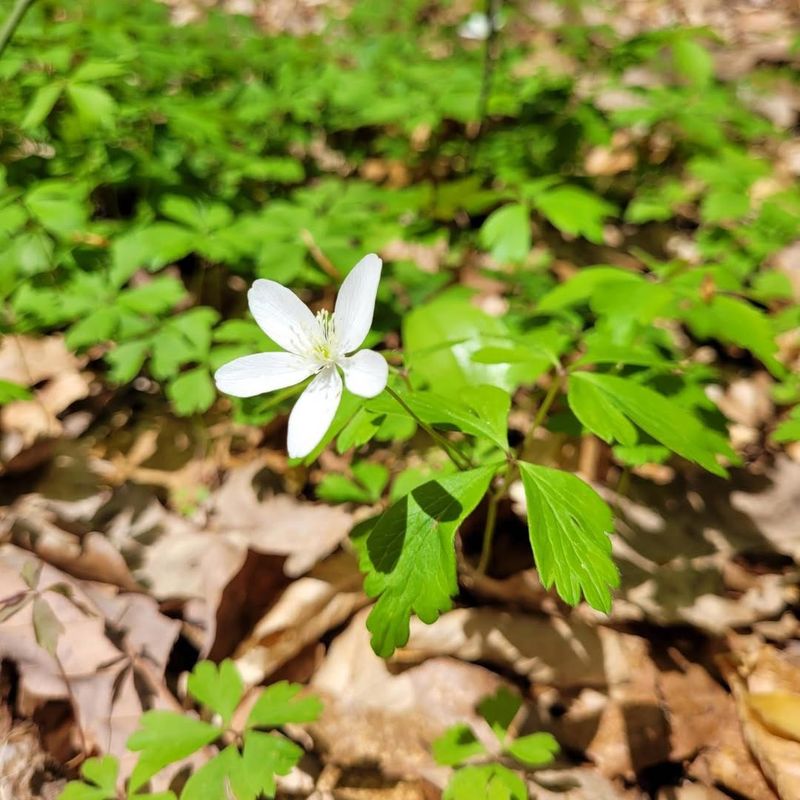 Wood Anemone