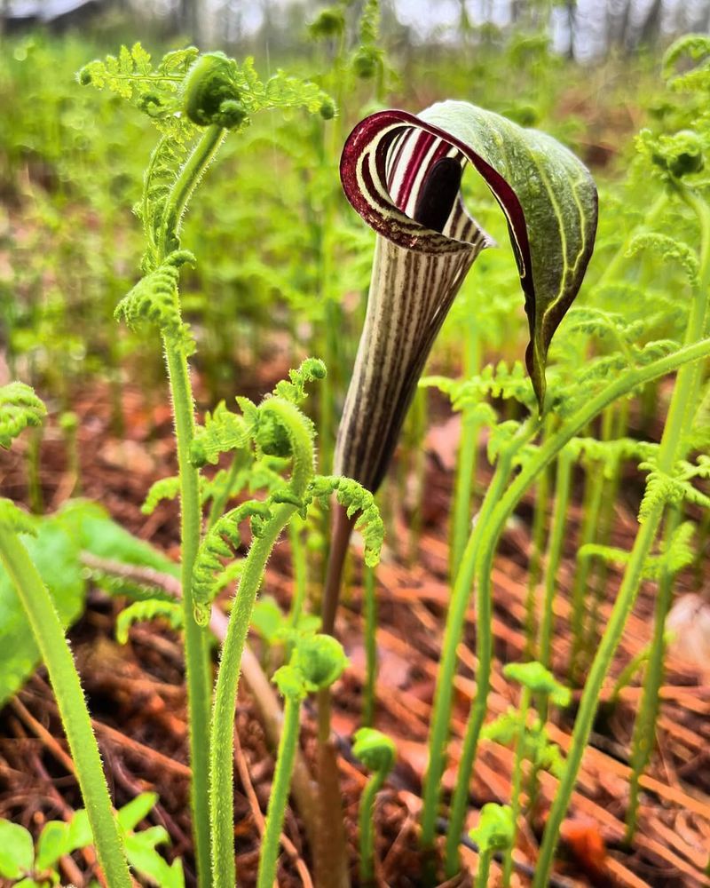 Jack-In-The-Pulpit