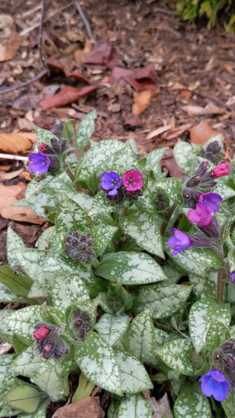 Lungwort (Pulmonaria)