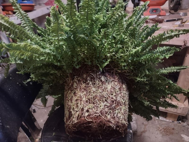 Repot Ferns When Roots Outgrow Their Container