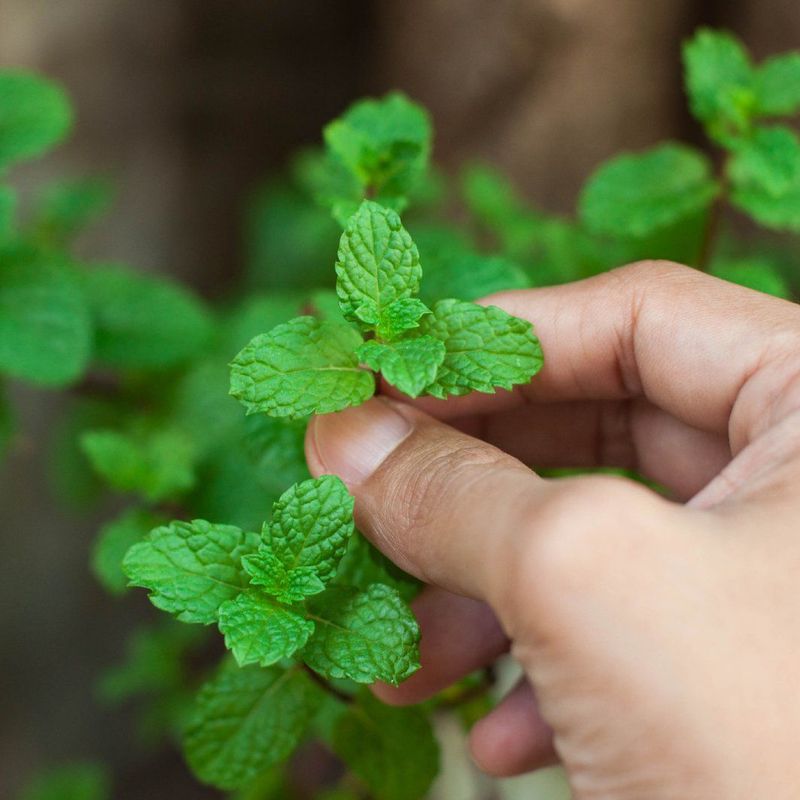 Pinch back herbs to promote bushiness