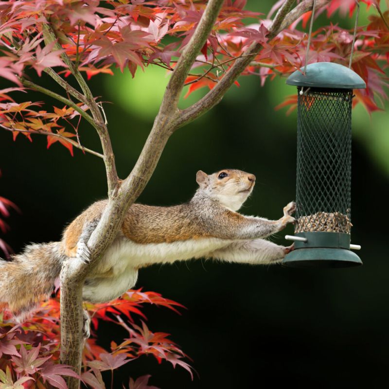 Install squirrel-proof bird feeders