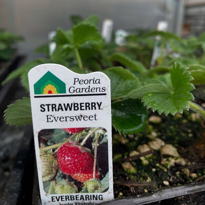 Eversweet Strawberry