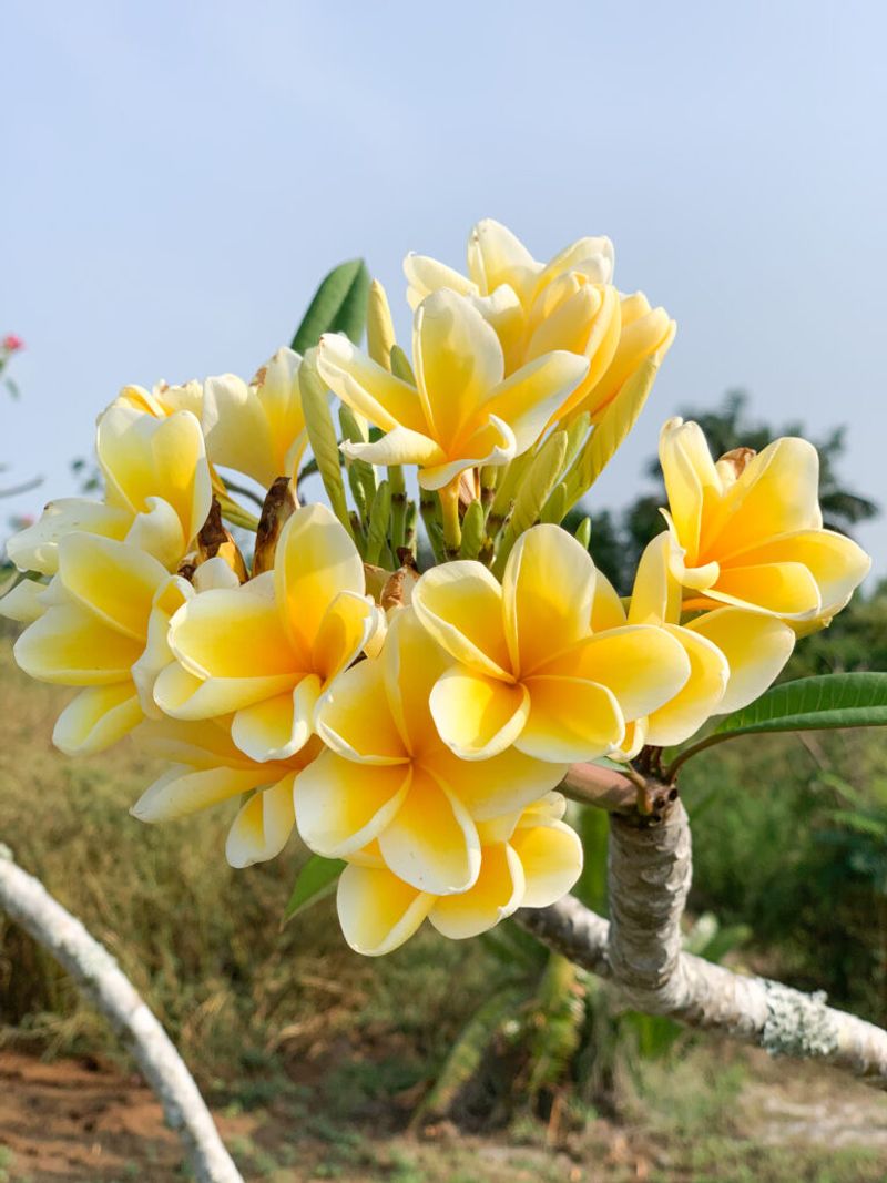 Plumeria