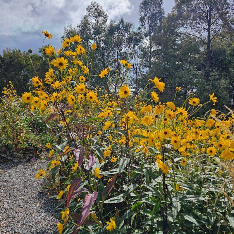 Jerusalem Artichoke