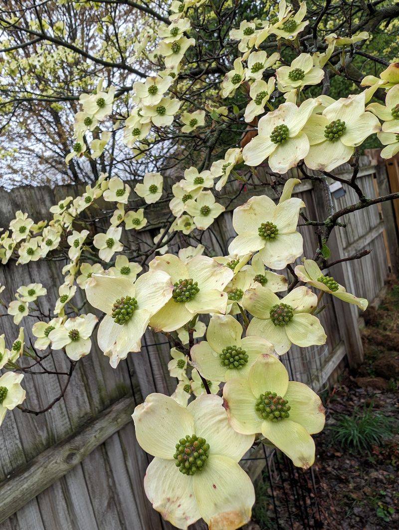 Flowering Dogwood