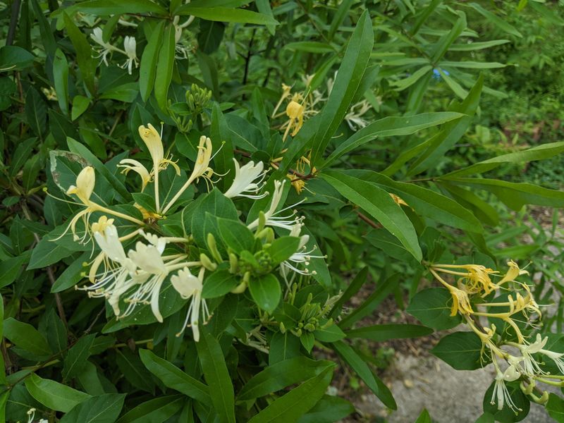 Japanese Honeysuckle (Lonicera japonica)