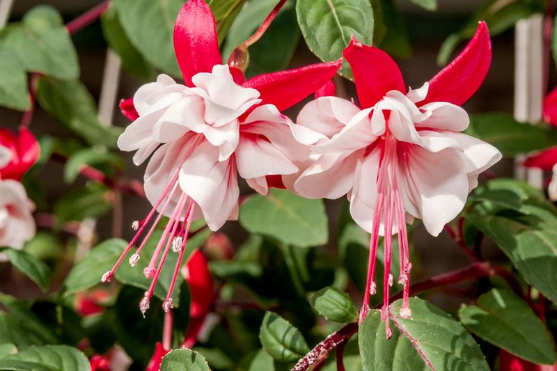 Fuchsia (Fuchsia spp.)