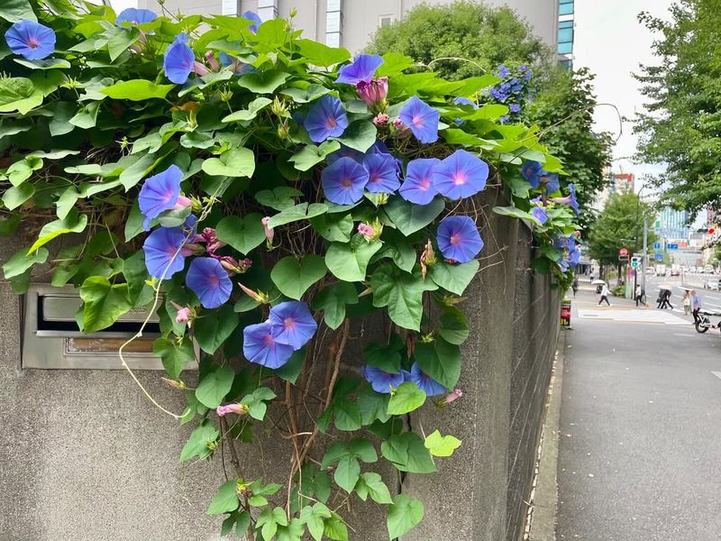 Morning Glory – Too Tangled for Peony Beds