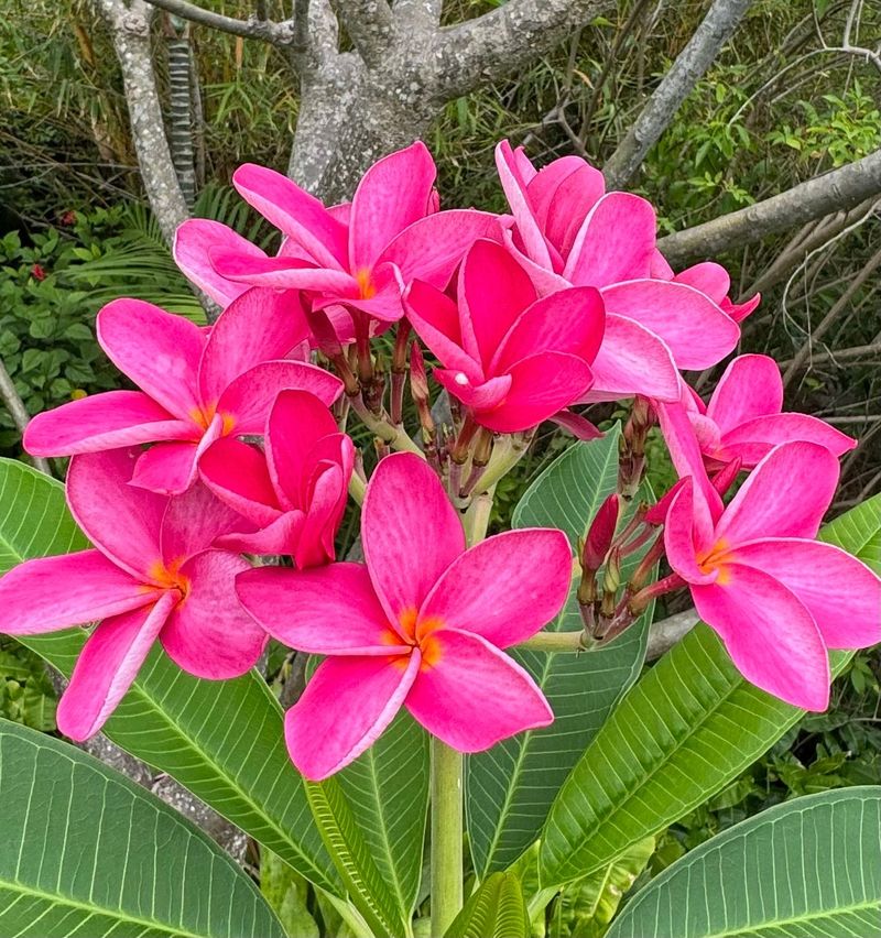 Frangipani