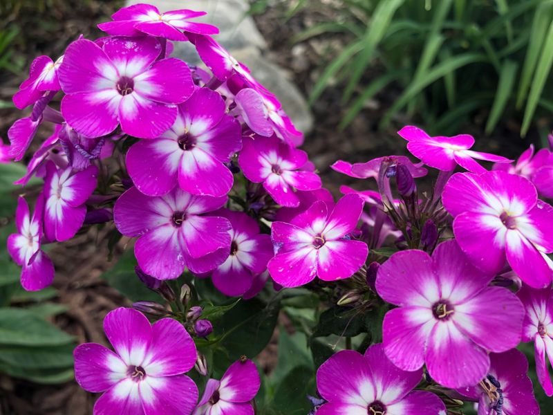 Phlox (Phlox paniculata)