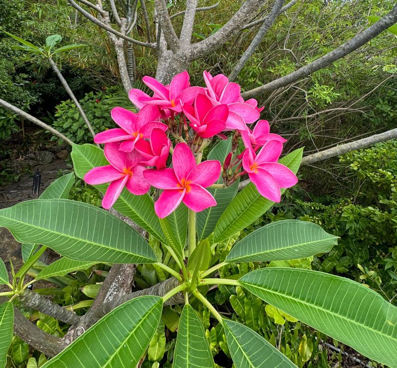 Plumeria