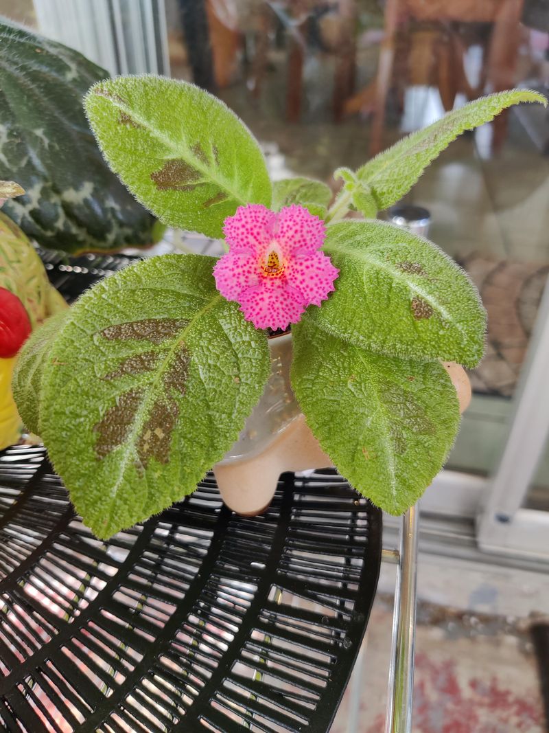 Episcia