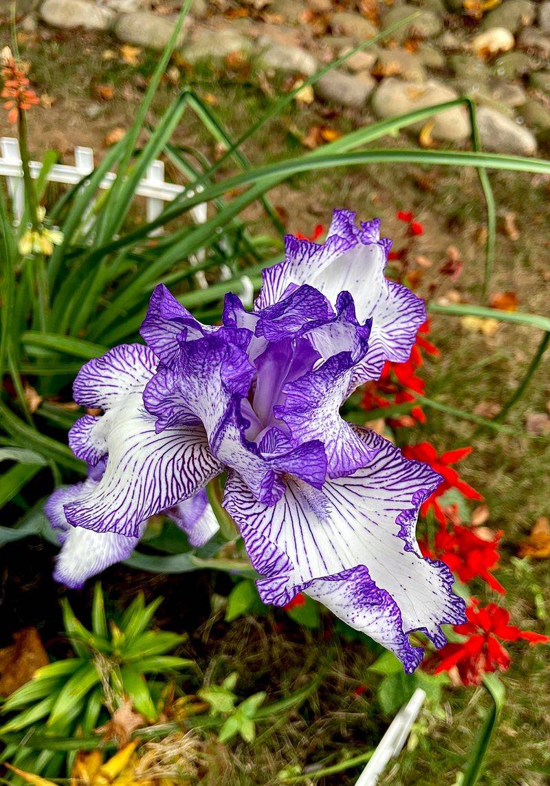 Iris