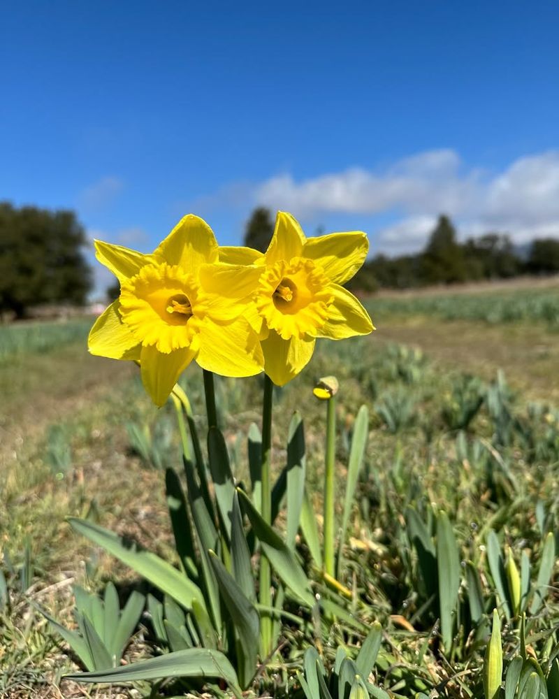 Daffodil