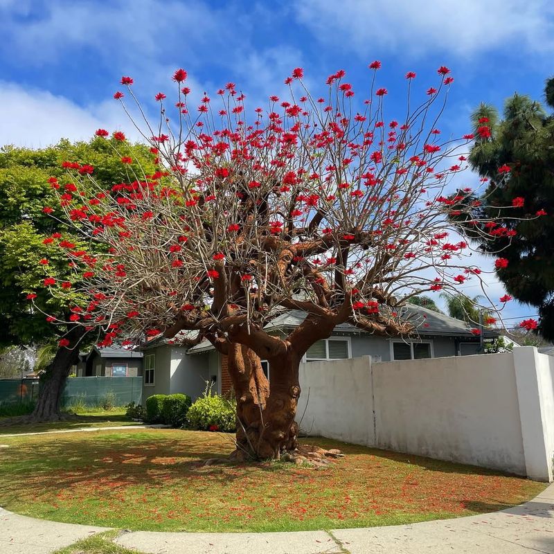 Coral Tree