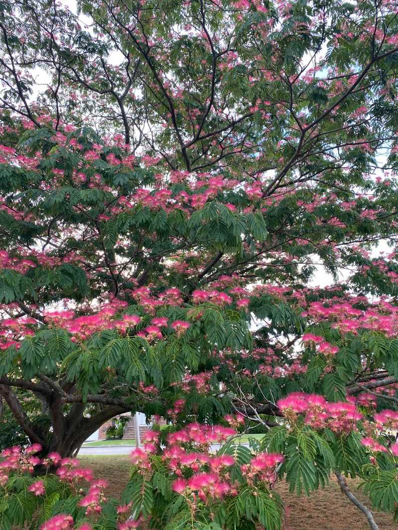 Mimosa Tree