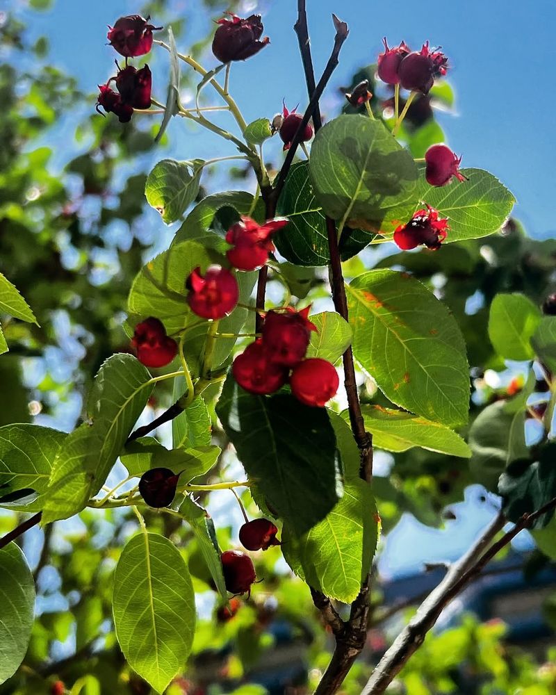 Serviceberry