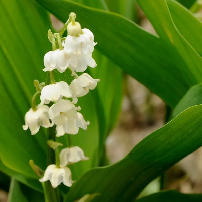 Lily of the Valley