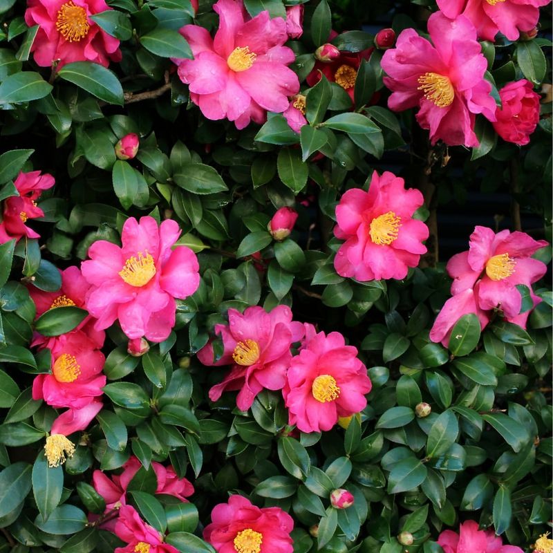 Camellia (Camellia Japonica & Camellia Sasanqua)