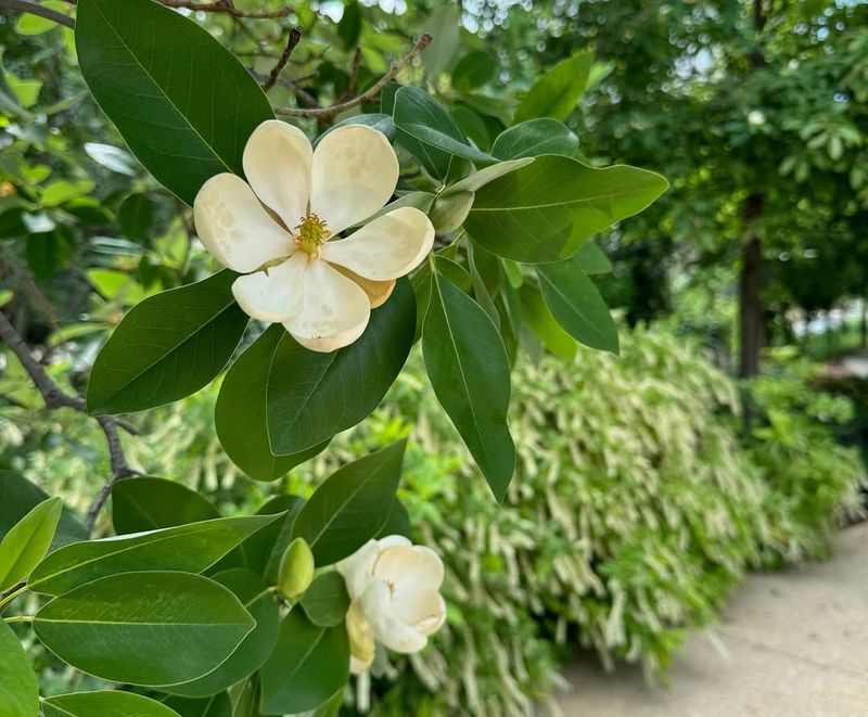 Sweetbay Magnolia Fills the Air with Fragrance and Welcomes Pollinators