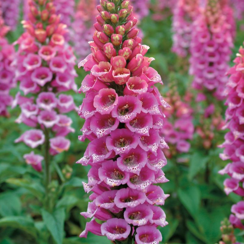 Foxglove