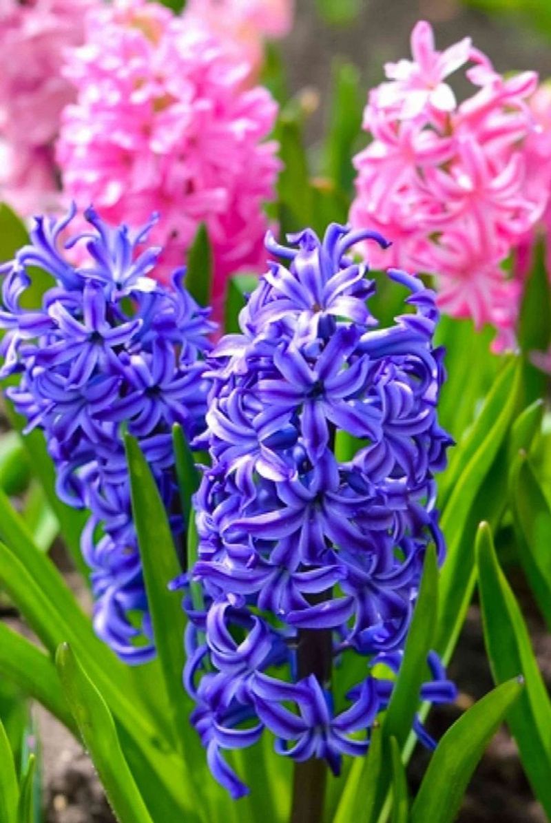 Hyacinth