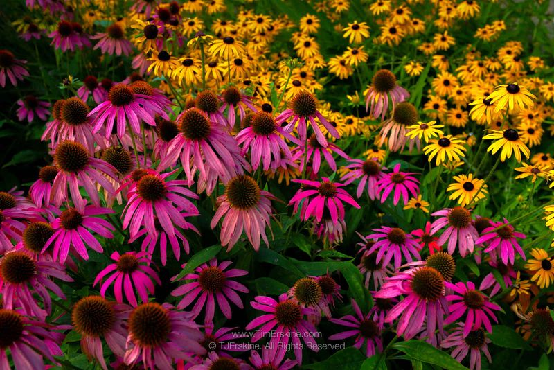 Black-eyed Susans and Coneflowers