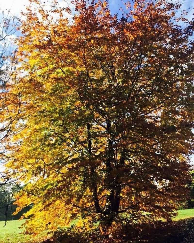 European Beech (Fagus Sylvatica)