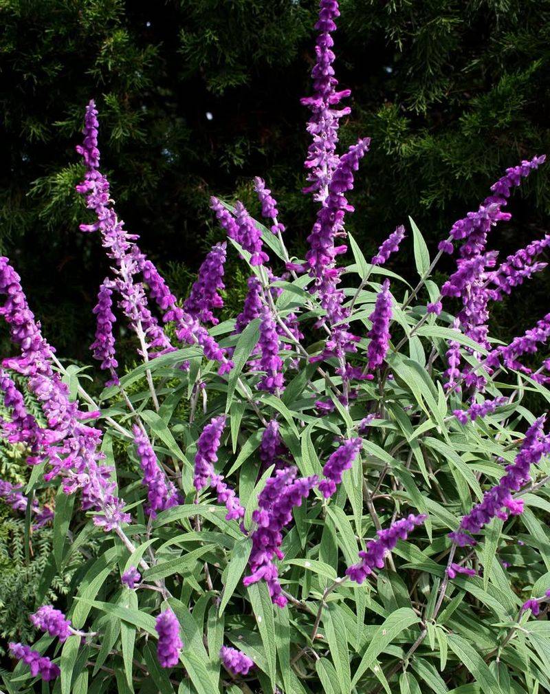 Mexican Bush Sage (Salvia leucantha)