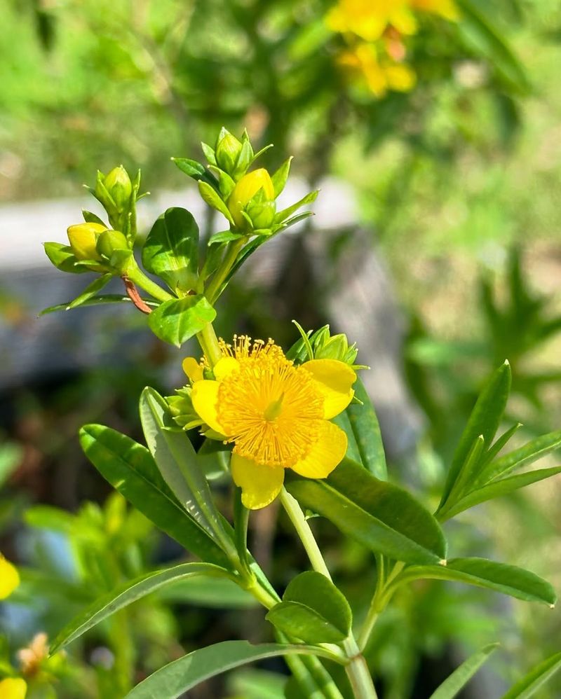 St. John’s Wort