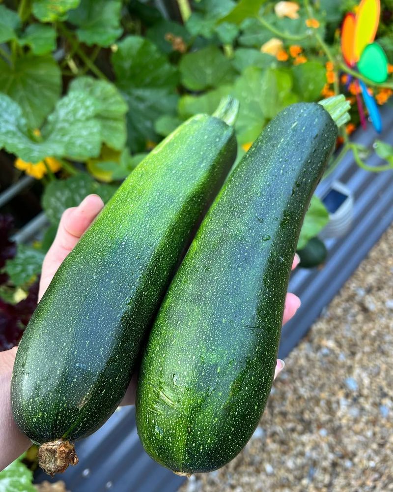 Summer Squash