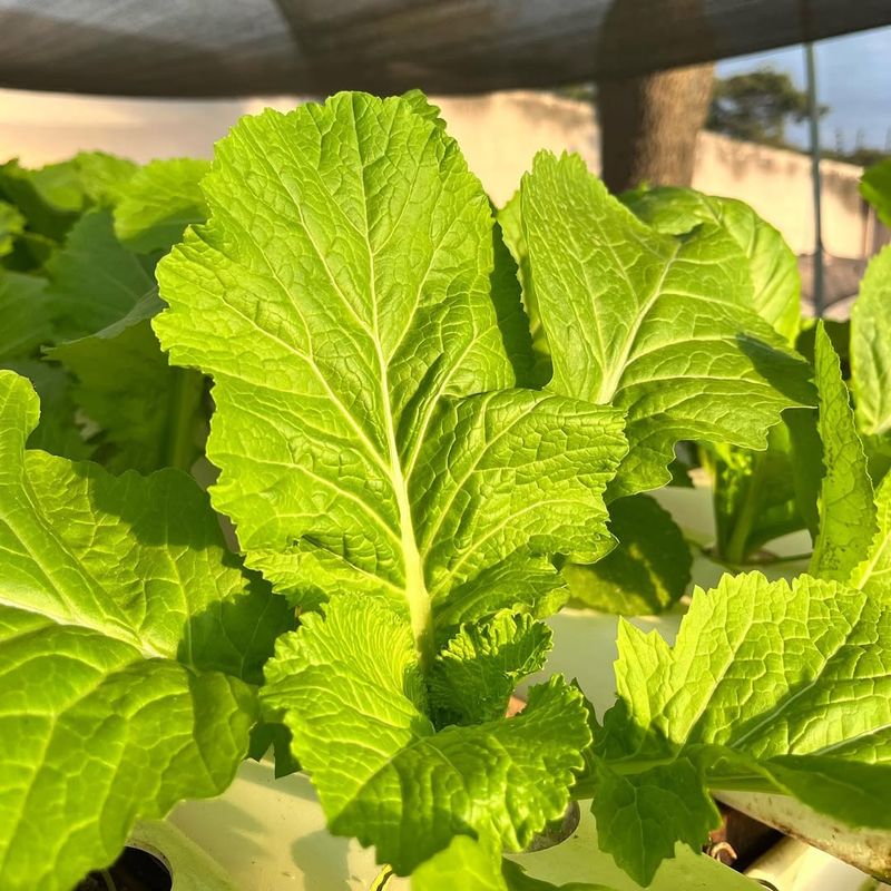 Mustard Greens