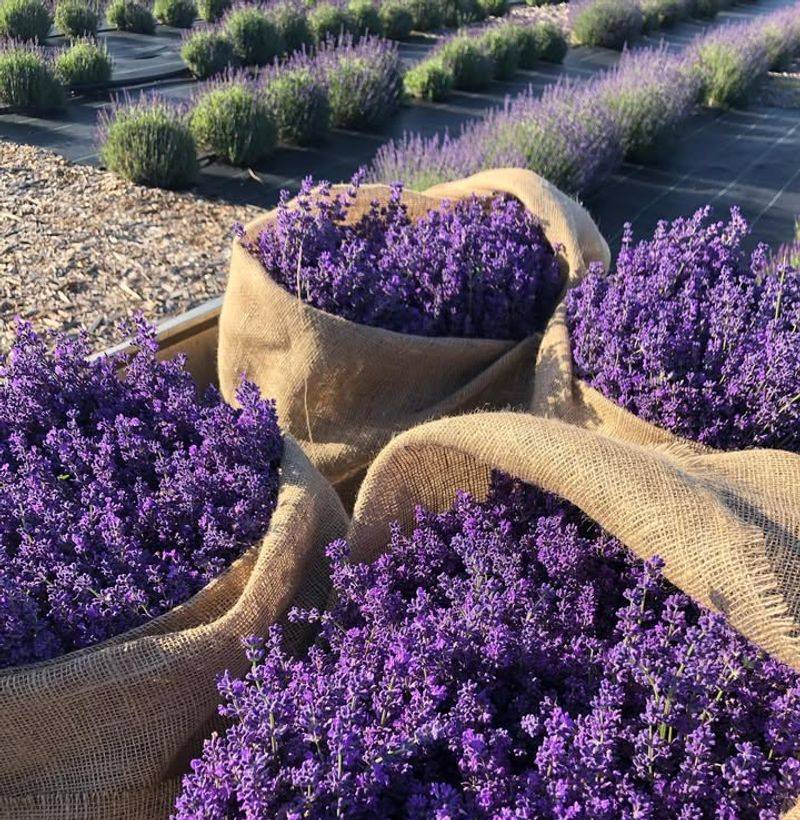 English Lavender