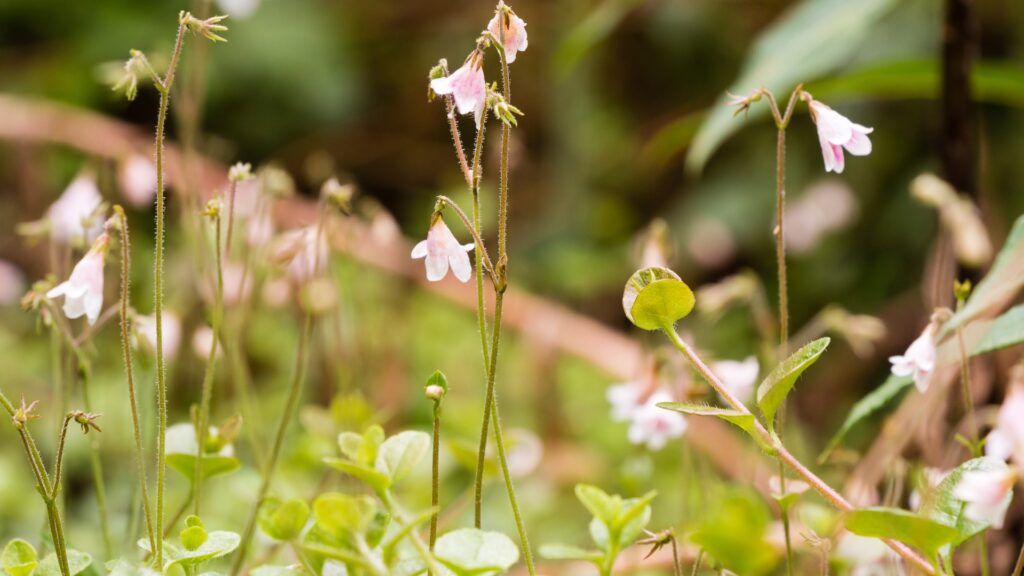 twinflower
