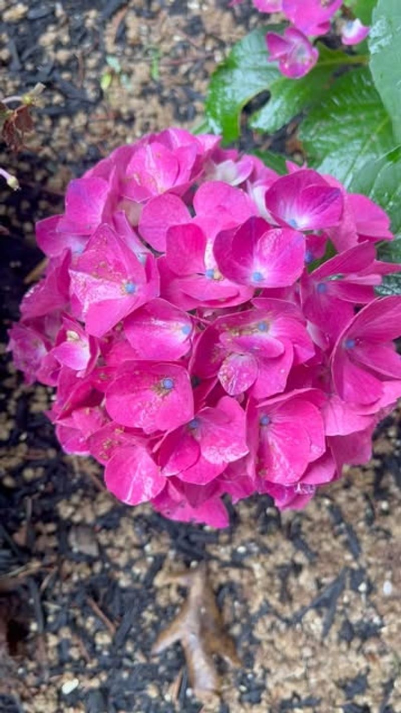 Cityline Paris Hydrangea