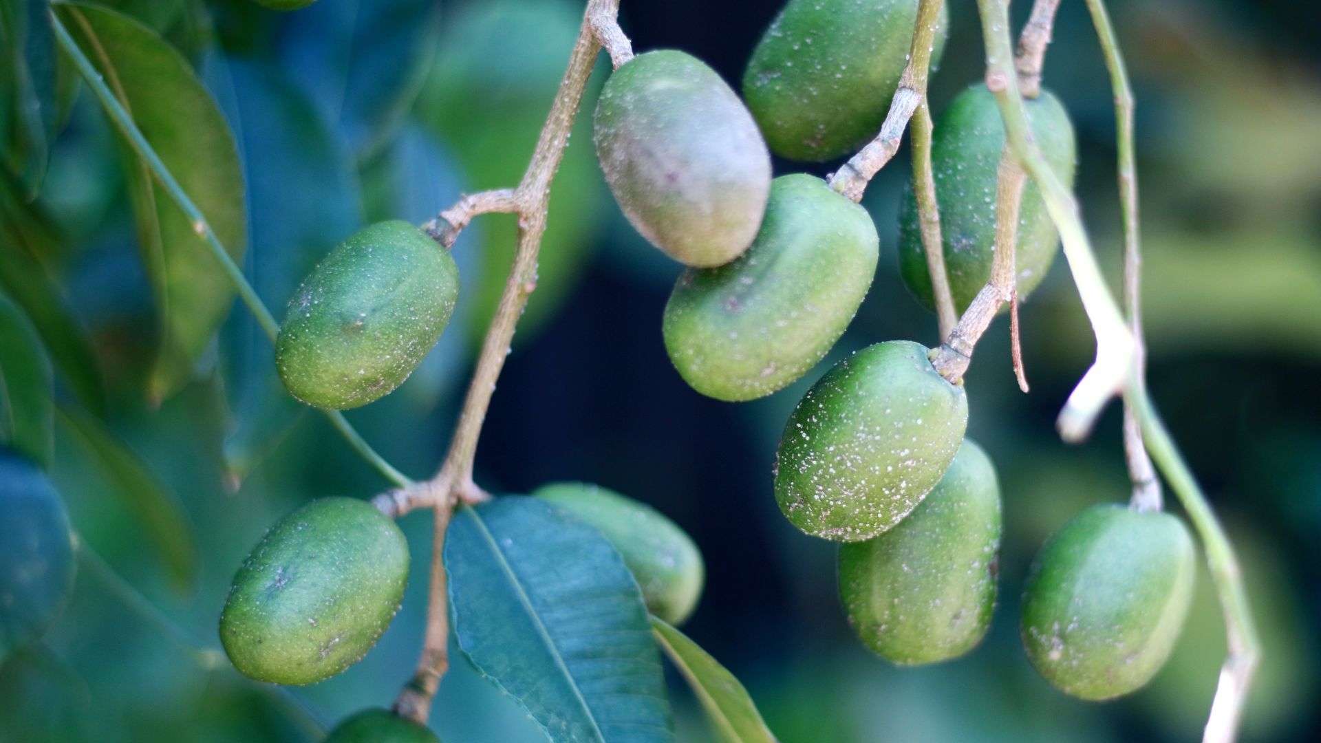 Ambarella or Spondias dulcis