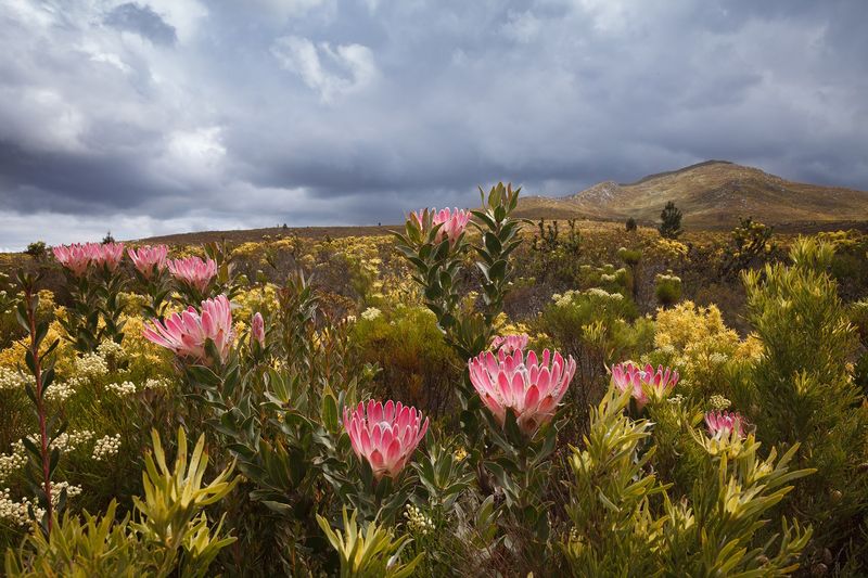 South Africa For Cape Floral Kingdom