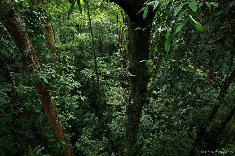 Borneo For Towering Rainforest Trees