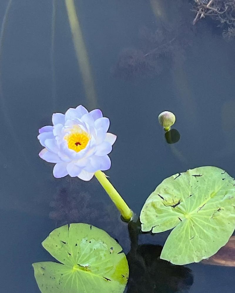 Australia For Kakadu’s Wetland Lotus