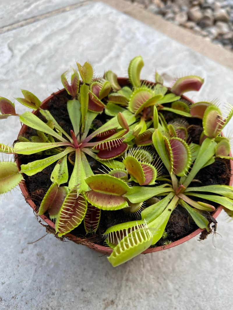 Venus Flytrap