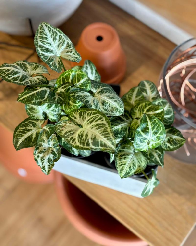 Arrowhead Plant