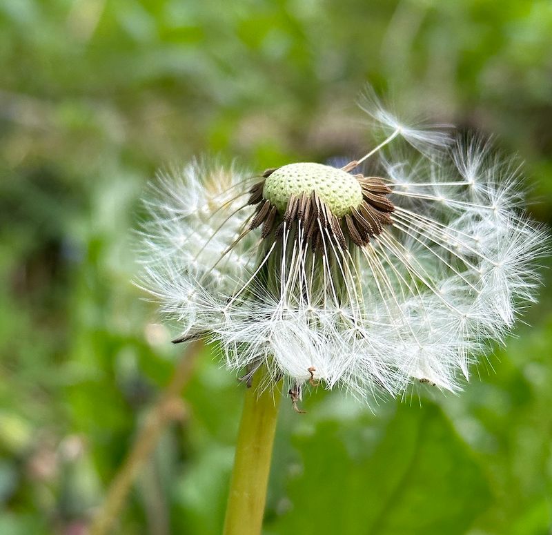 Airborne Seeds