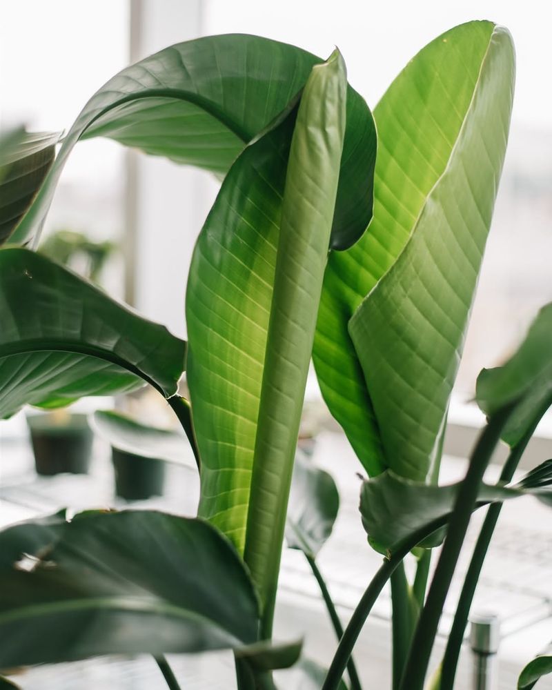 Addressing Leaf Curling