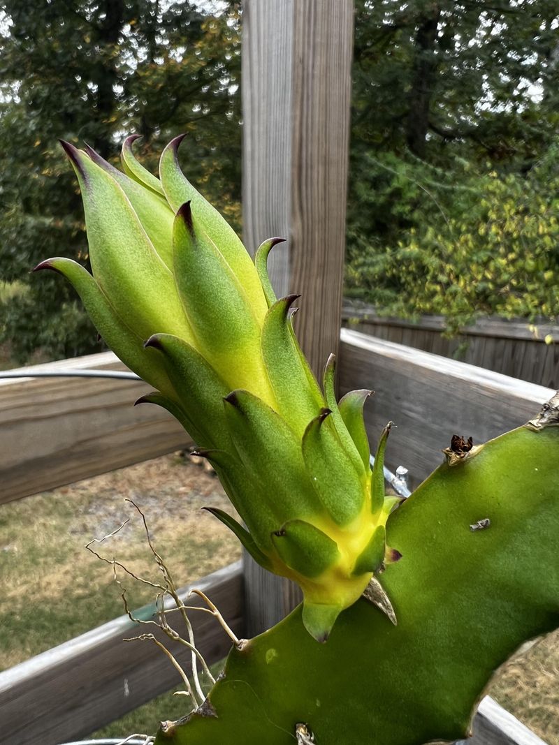 Hand Pollination Techniques