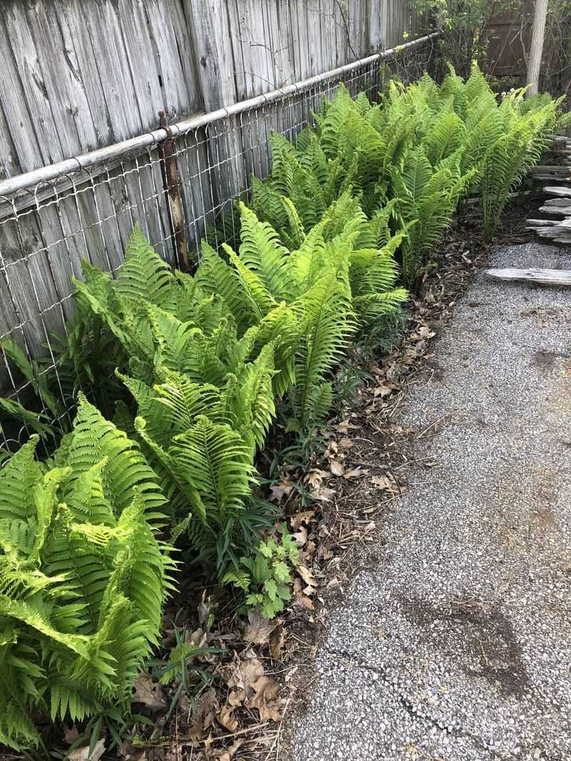 Exposing Ferns To Direct Sunlight