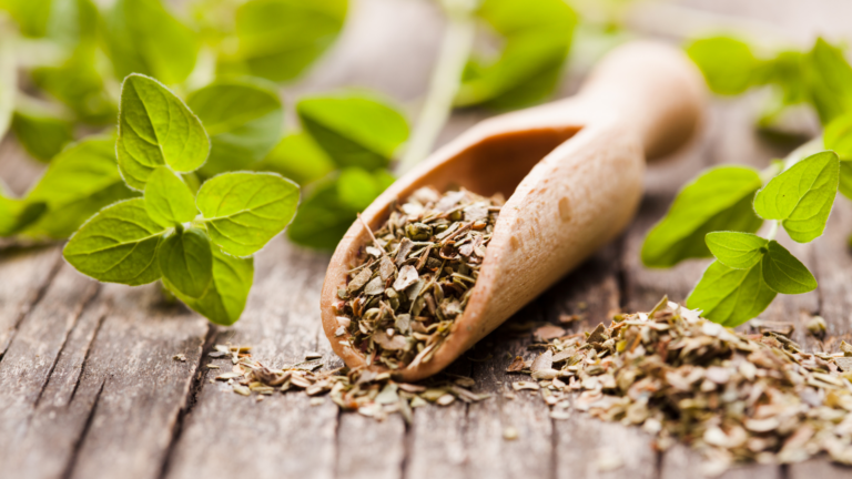 20 Reasons To Grow Oregano – What Makes This Herb So Special?