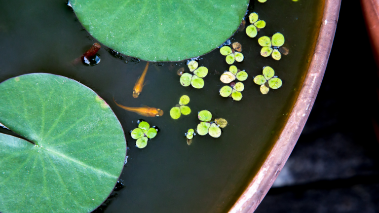 Floating Plants To Grow Indoors In Bowls And Containers (Plus 5 To Avoid Growing)